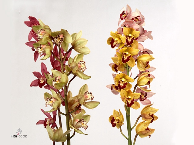 Cymbidium Mini Autumn Mix X25 Leekade