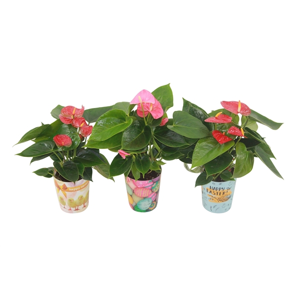 <h4>Anthurium Flamingomix 9cm in paascover</h4>