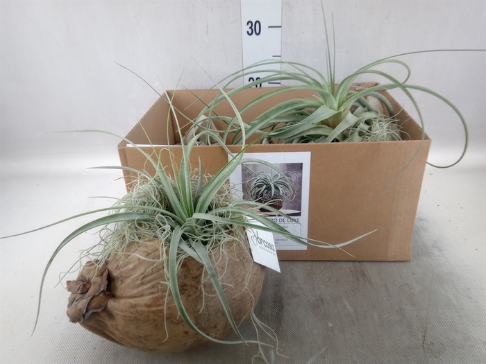 <h4>Arr.  Tillandsia H%</h4>