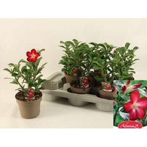 Adenium obesum Eva