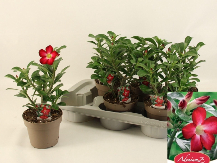 <h4>Adenium obesum Eva</h4>