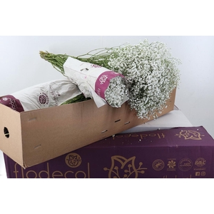 Gyps Cosmic 40 gr Box