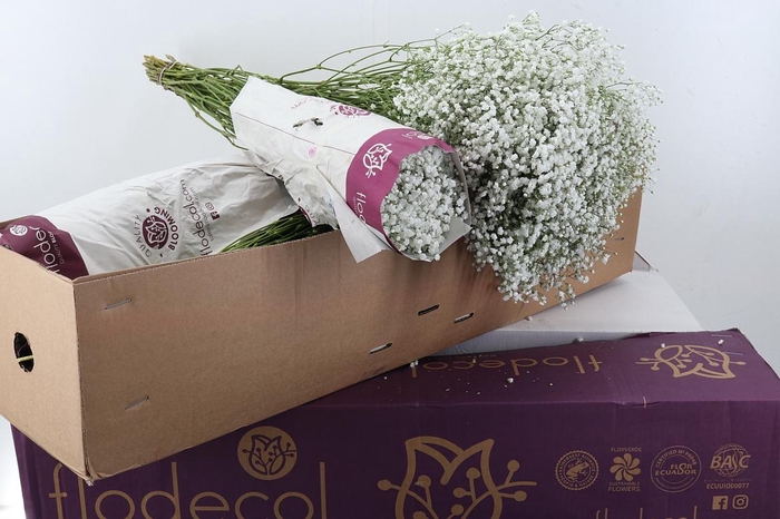 <h4>Gyps Cosmic 40 gr Box</h4>