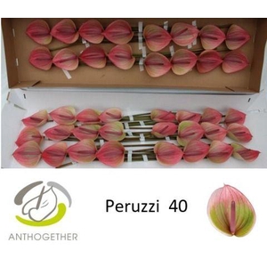 ANTH A PERUZZI 40 Smart pack