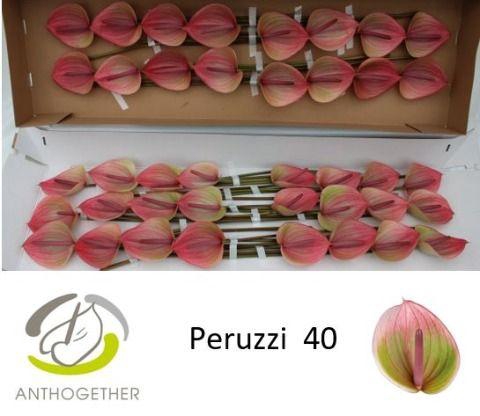 <h4>Anthurium Peruzzi</h4>