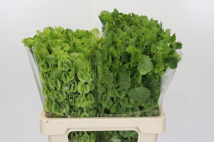 <h4>Moluccella Laevis</h4>