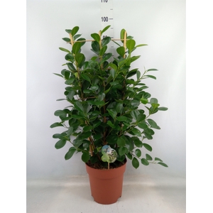 Ficus microcarpa 'Moclame'