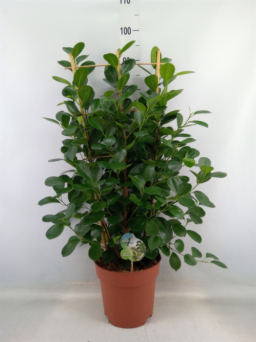 <h4>Ficus microcarpa 'Moclame'</h4>