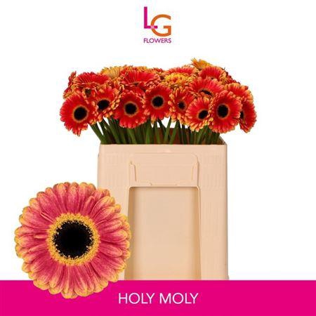 <h4>Ge Mi Holy Moly</h4>