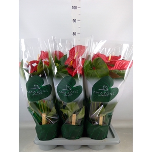 Anthurium andr. 'Nevada'