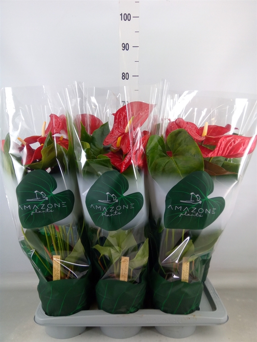 <h4>Anthurium andr. 'Nevada'</h4>