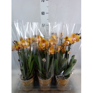 Phalaenopsis multi. 'Ant Las Vegas'
