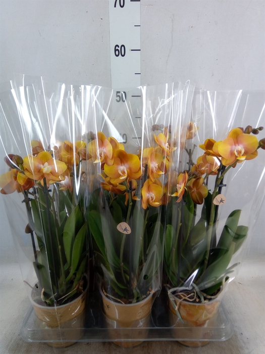 <h4>Phalaenopsis multi. 'Ant Las Vegas'</h4>