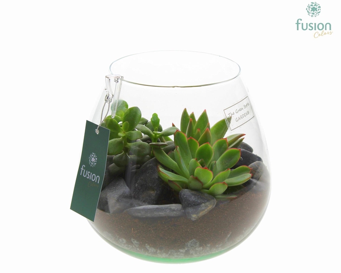 <h4>Green Bottle Abby Medium met Succulenten</h4>