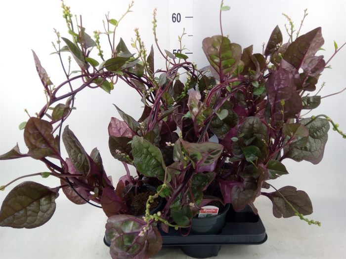 <h4>Basella alba 'Rosebud'</h4>