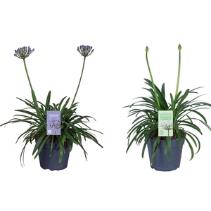 Nolina Agapanthus Ø 17 cm. Summer LoveTM Mix