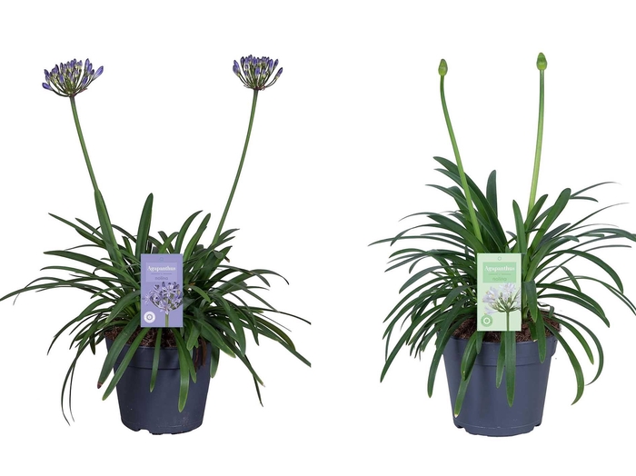 <h4>Nolina Agapanthus Ø 17 cm. Summer LoveTM Mix</h4>
