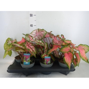 Caladium   ...mix