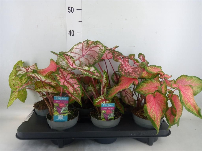 <h4>Caladium ...mix</h4>