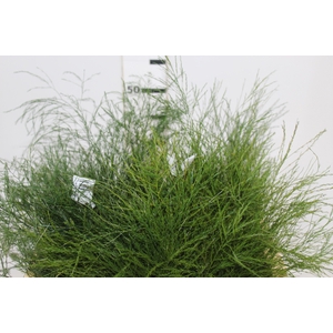 FOLH ASP VASSOURINHA 050 CM