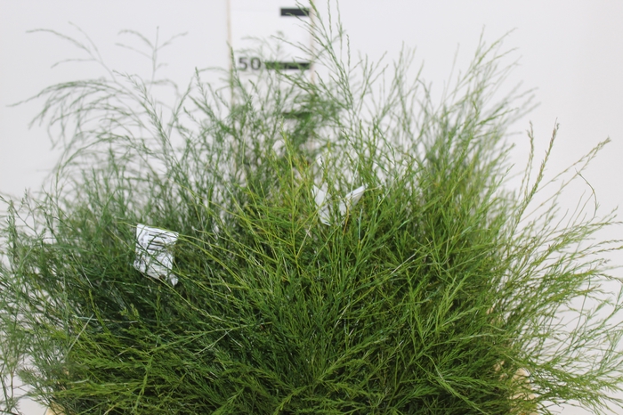 <h4>FOLH ASP VASSOURINHA 050 CM</h4>