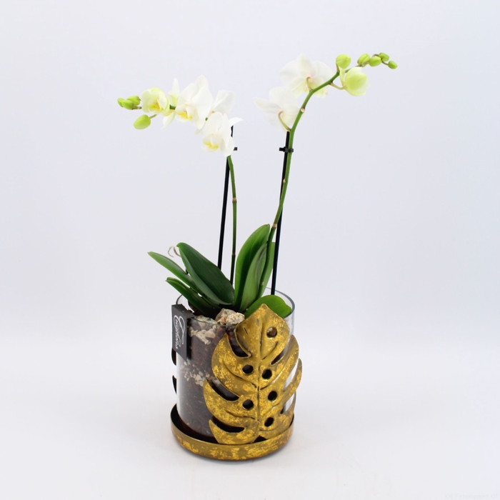 PHAL-2417W Phalaenopsis creatie