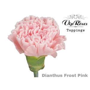 Di St Vip Frost Pink