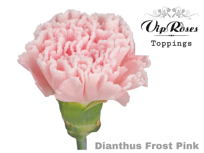 <h4>Di St Vip Frost Pink</h4>