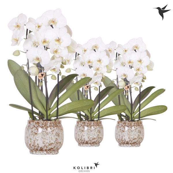 <h4>Kolibri Orchids Cascade Niagara fall 3 spike white in safari</h4>