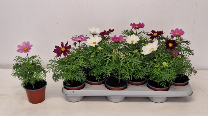 <h4>COSM BIPINNATUS</h4>