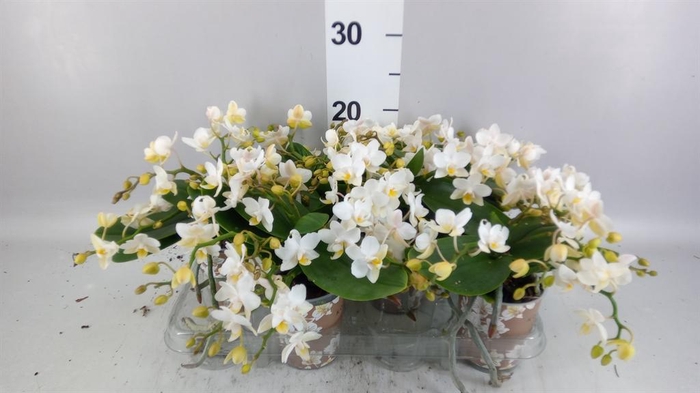 <h4>Phalaenopsis multi. 'Ant Nazare'</h4>