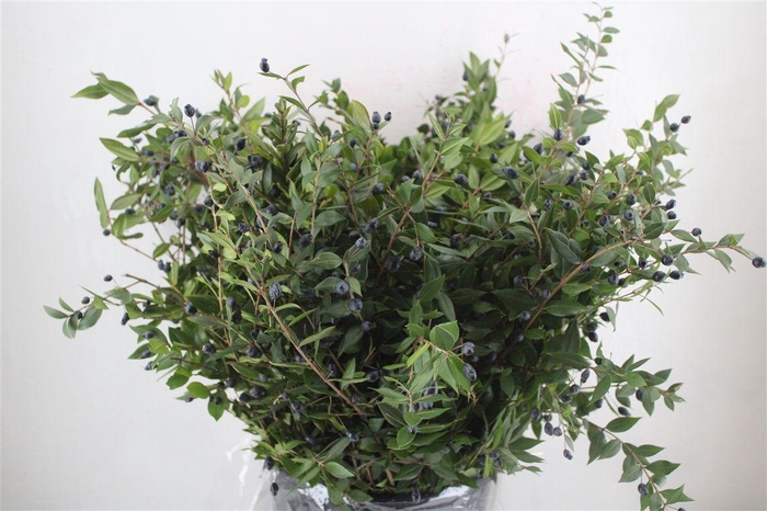<h4>Myrthe Berry Blue P Bunch</h4>