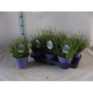 Lavandula angus. 'Hidcote'