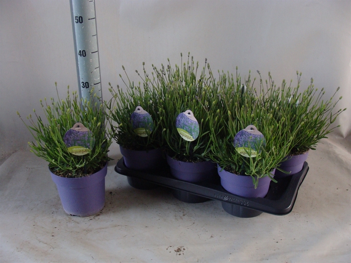 <h4>Lavandula angus. 'Hidcote'</h4>