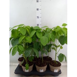 Groenteplanten   ... Vegetables