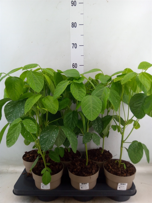 <h4>Groenteplanten   ... Vegetables</h4>