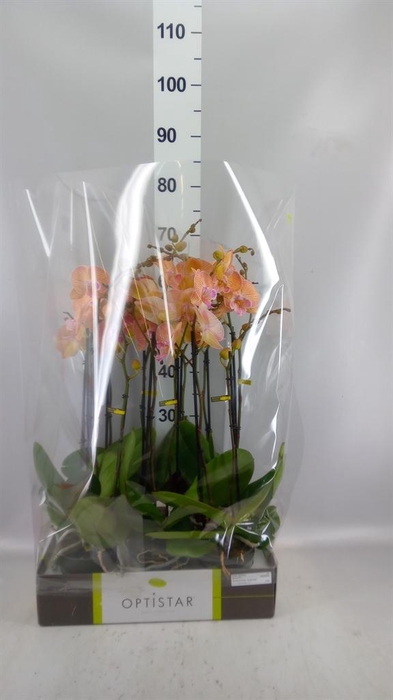 <h4>Phalaenopsis   ...</h4>