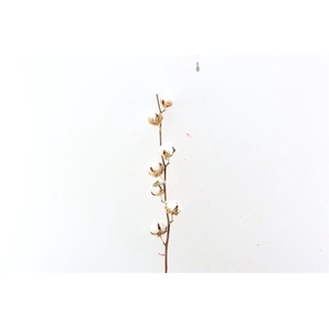 Gossypium (katoen) 7 Bal