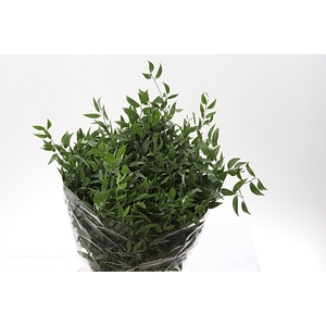 Dec Ruscus Italia Medium