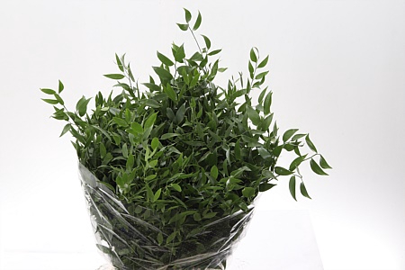 Dec Ruscus Italia Medium