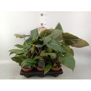 Philodendron   ...