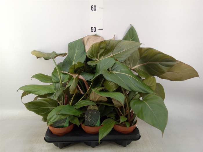 <h4>Philodendron   ...</h4>