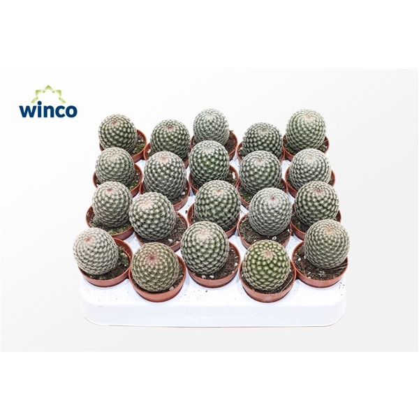 <h4>Mammillaria Matudae</h4>