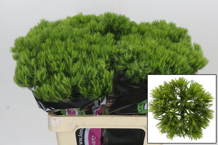 <h4>DI BARB KIWI MELLOW</h4>