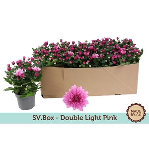 Chrysant Double Light Pink in SV.Box