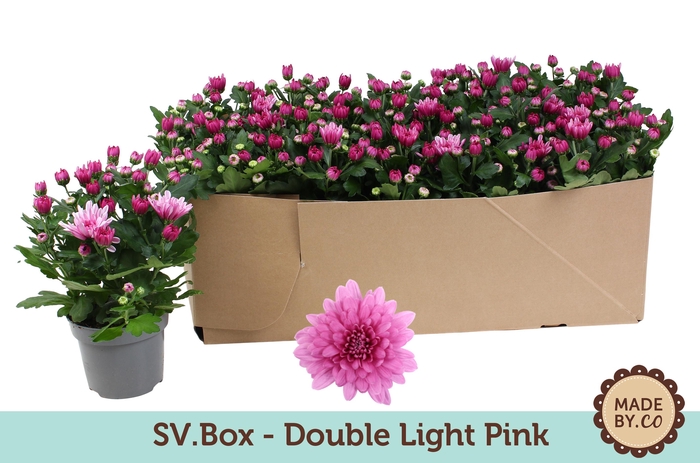 <h4>Chrysant Double Light Pink in SV.Box</h4>