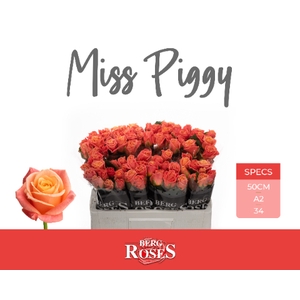 R GR MISS PIGGY+ @ A2