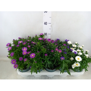 Aster n-b 'Starletta' ..mix