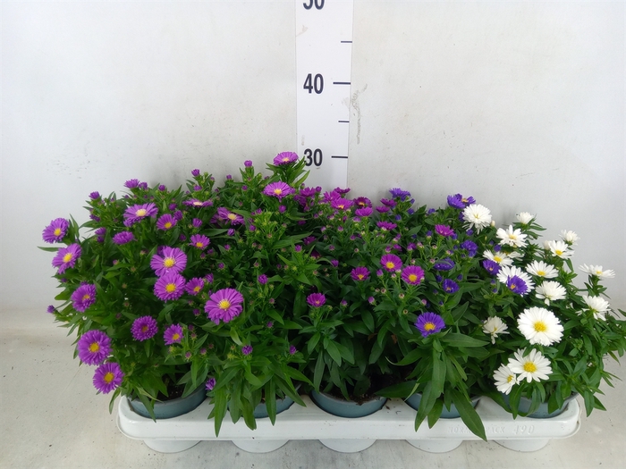 <h4>Aster n-b 'Starletta' ..mix</h4>