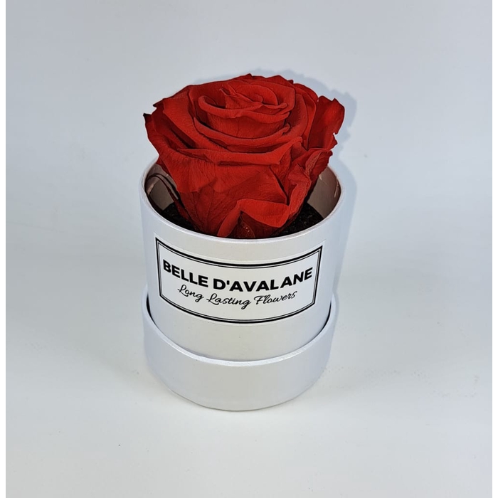 <h4>Box rd 8cm wit-rood</h4>